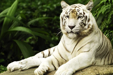 Free White Tiger Wallpapers Desktop @L58 « Wallx