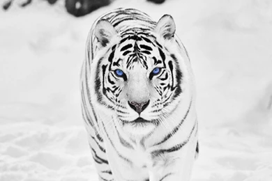 White Tiger Wallpapers Collections 6621   Amazing Wallpaperz