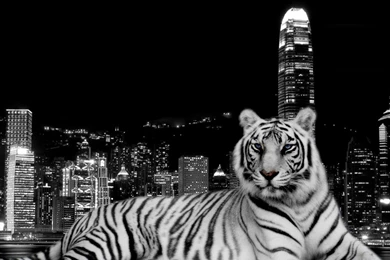White Tiger Wallpapers