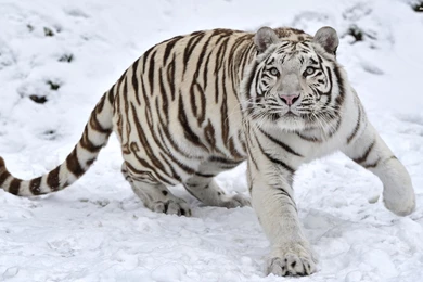 Free White Tiger Wallpapers High Definition @GSJ « Wallx