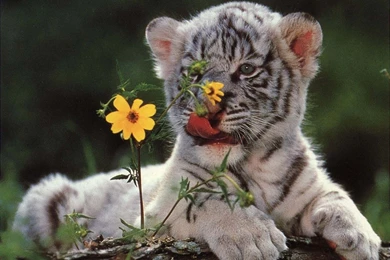 High Definition Tiger Wallpapers For Free Download