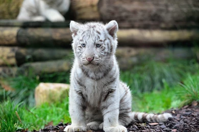 3D Tiger Face HD Wallpapers For Desktop Download High Quality