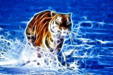 Tiger Wallpapers Best White Tiger Wallpapers