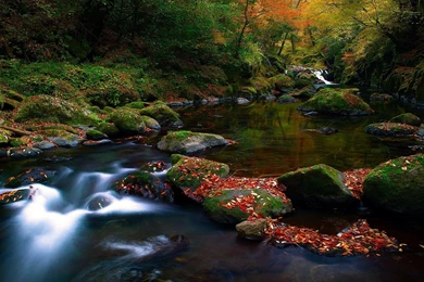 Autumn Forest River