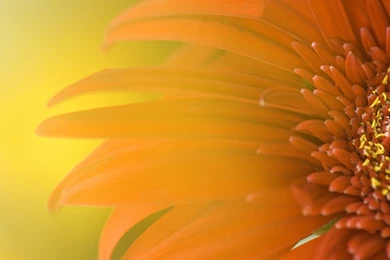 Awesome Floral Pattern HD Wallpapers Free Download