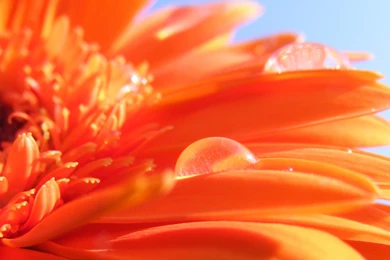 Desktop Orange Floral Wallpapers