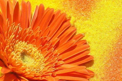 High Res Orange Flower HD Wallpapers