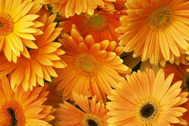 Desktop Orange Floral Wallpapers 3d Hd Pictures.
