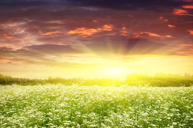 HD Morning Spring Sunrise Wallpapers HD Full Size   HiReWallpapers 6674