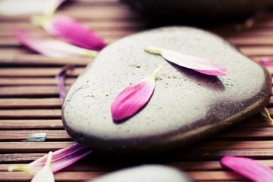 Zen Stones Pink Petals Iphone 6 Plus Hd Wallpapers ...