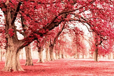 Pink Land With Tree Wallpapers   1024x683   587697