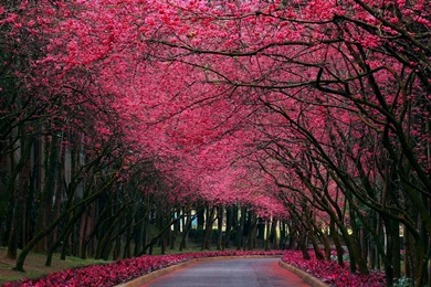 Nature Pink Trees