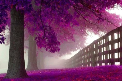 Pimk Forrest On Pinterest