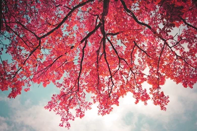 Pink Leaves In Tree Branch Wallpapers   1680x1050   1171144