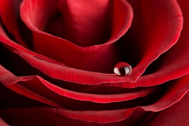 Valentine's Day Romantic Rose HD Desktop Wallpapers Free Download ...