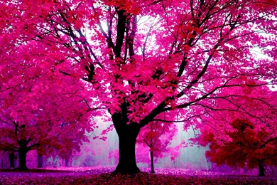 5 Nature In Pink Forest Trees Wallpapers 447 :: Trees In Nature