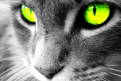 Persian Cat Wallpapers By NiinjaStyle On DeviantArt