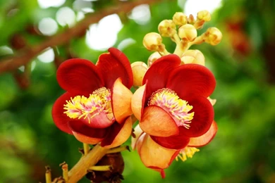 Beautiful Flowers Desktop Wallpapers HD Wallpapers Desktop ...