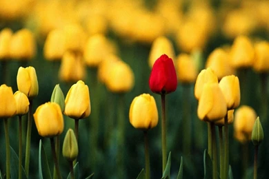 Beautiful Flower Wallpapers Hd Wallpapers Beautiful Flower ...