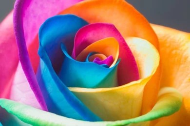 Nice And Beautiful Flowers Hd Wallpapers   Free Hd Wallpapers