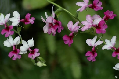 Beautiful Flowers  HD Flowers Photography   1920x1080 Wallpapers ...