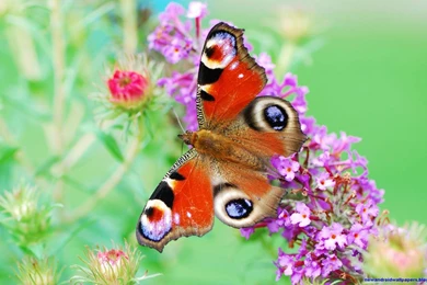 Beautiful Butterfly With Flowers Hd Wallpapers Free For Android ...
