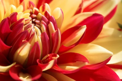 Download Beautiful Flowers Wallpapers HD Wallpapers Desktop ...