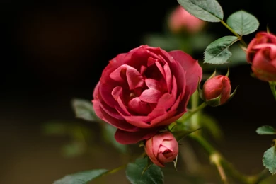 Rose Flower Purple Hd Wallpapers ›› Page 6