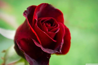 Beautiful_red_rose_hd_flower_wallpaper_1920x1080.jpg