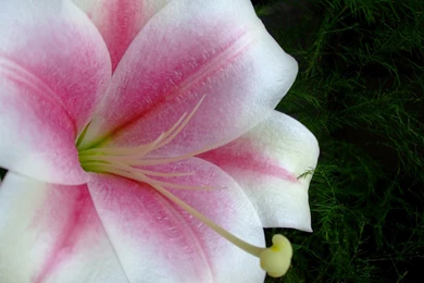 Beautiful Flower HD Wallpapers   HD Wallpapers Inx