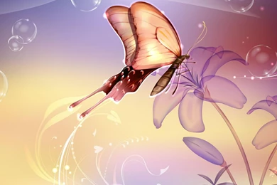 Beautiful Flower And Butterfly Wallpapers HD