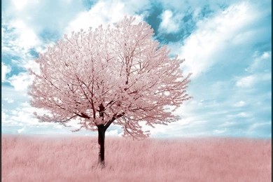 Pink Tree Infrared... By MichiLauke On DeviantArt