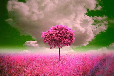 Pink Tree   (