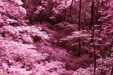 Pink Trees HD Desktop Wallpapers