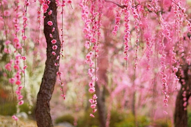 Beautiful Spring, Pink Flowers Bloom, Trees Wallpaper,Beautiful HD ...
