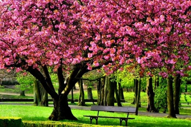 Spring Trees Hd Wallpapers