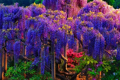 Pink Wisteria Tree   Wallpaper.