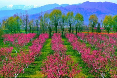 Beautiful Pink Trees   (