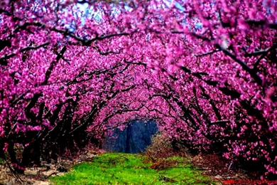 Nature Pink Trees Flowers Grass Fields Photography Wallpapers ...