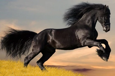 Arabian Horse Wallpapers