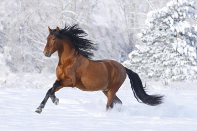 Free Scenery Wallpapers – Includes A Racing Horse, Powerful And ...