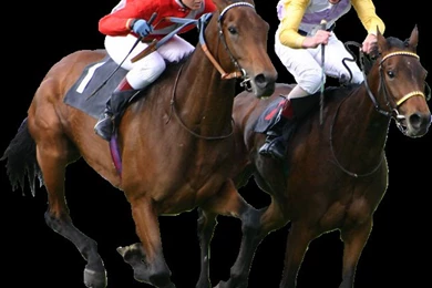 Top 31 Amazing And Dashing Horse Racing Wallpapers In HD