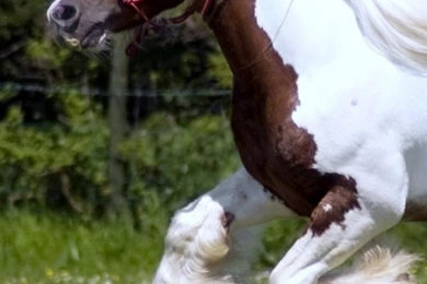 iPhone 6 Horse Wallpapers HD, Desktop Backgrounds 750x1334