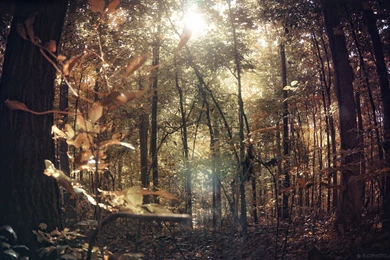 Old Wood Wallpapers » WallDevil   Best Free HD Desktop And Mobile ...