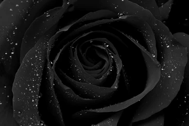 BLACK ROSES AND HEART On Pinterest