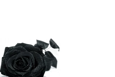 4975) Black Rose Backgrounds HD Wallpapers   WalOps.com