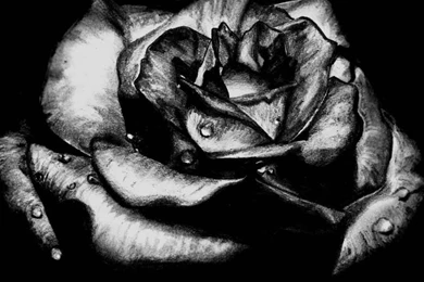Black Rose Pictures