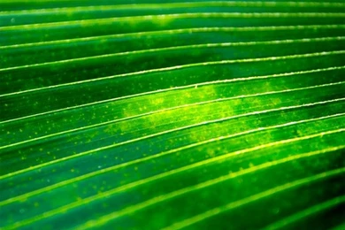 Motorola Droid Razr M Wallpapers Now Available For Download