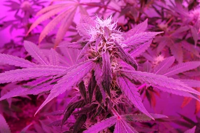 Wallpapers Pink Panther Free Screensavers 1024x768