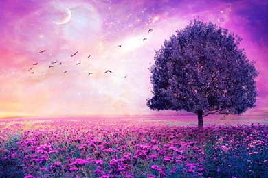 Purple Tree Wallpapers Background Images